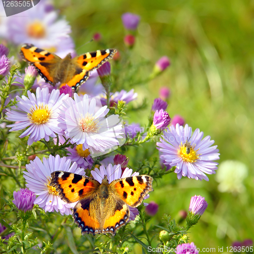 Image of two butterfly on flowers
