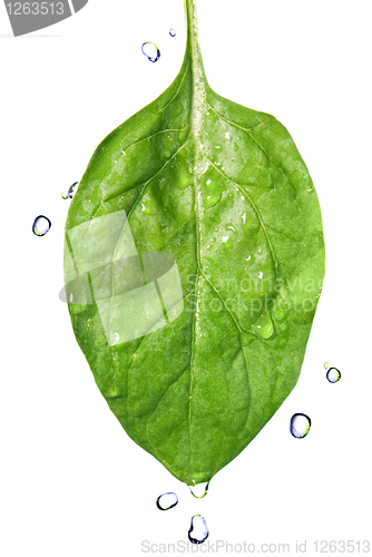 Image of green spinach leaf with water drops isolated on white