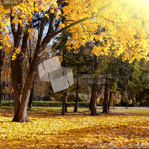 Image of autumn trees in the park