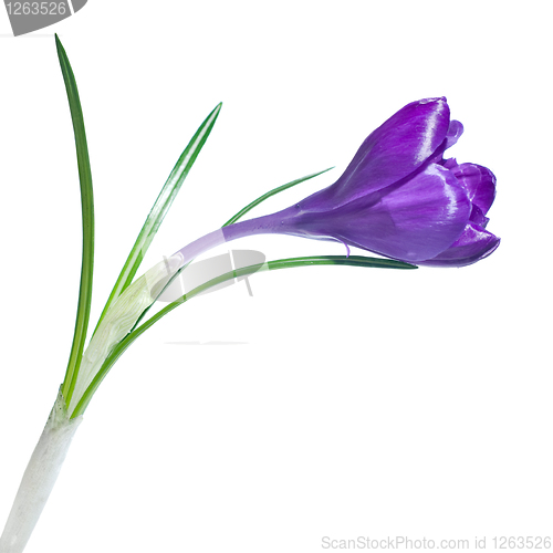 Image of single crocus isolated on white