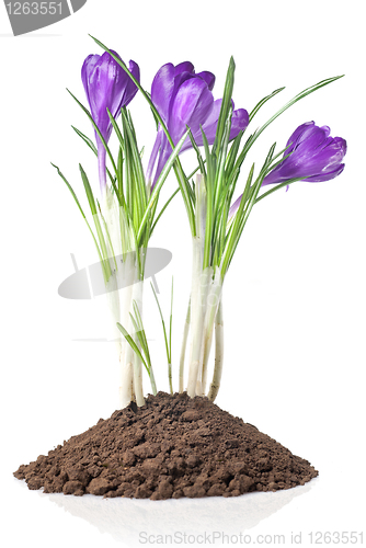 Image of crocus in earth isolated on white