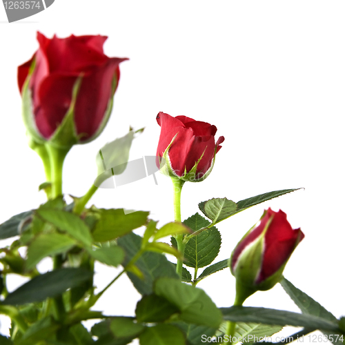 Image of red rose bouquet isolated on white