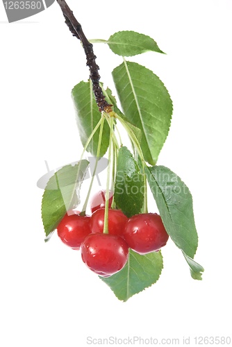 Image of red cherry with leaves and water drops isolated on white