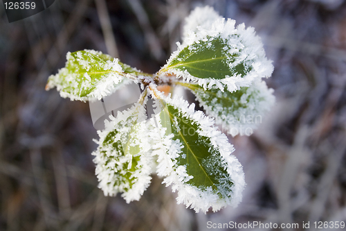 Image of Vinter leaf