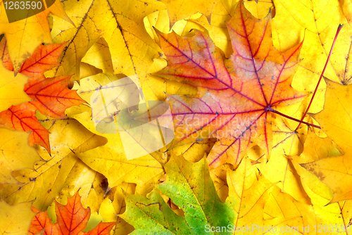 Image of background with autumn leaves
