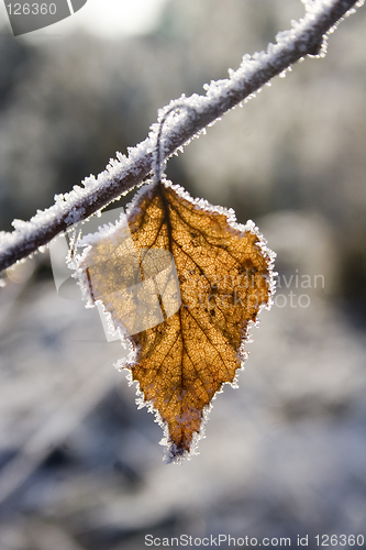 Image of dead leaf