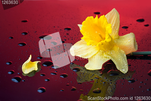 Image of yellow narcissus on red background with water drops