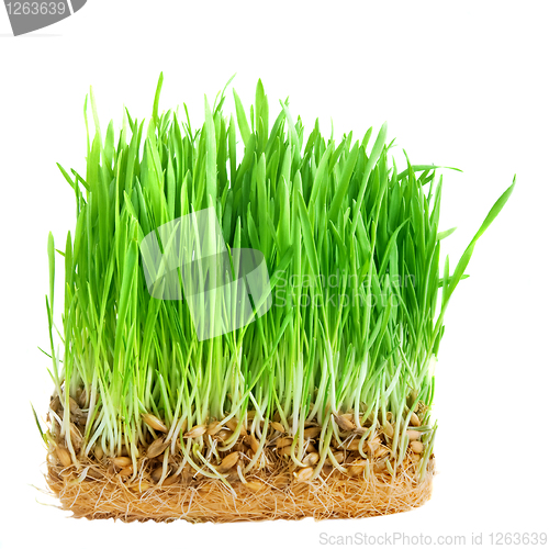 Image of close-up green grass with roots isolated on white