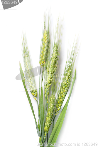 Image of green wheat isolated on white