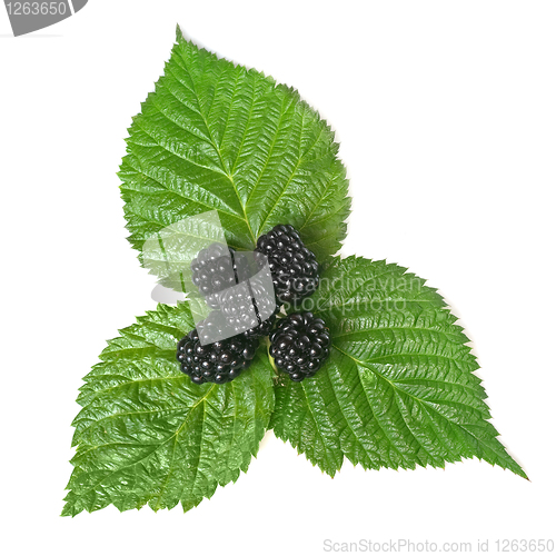 Image of blackberry on green leaf isolated on white