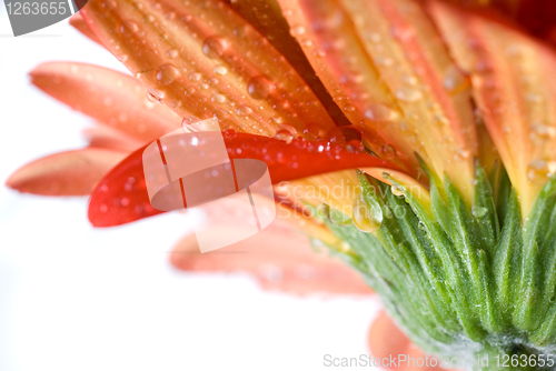 Image of Macro of red daisy-gerbera head with water drops isolated on whi