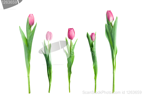 Image of various pink tulips isolated on white