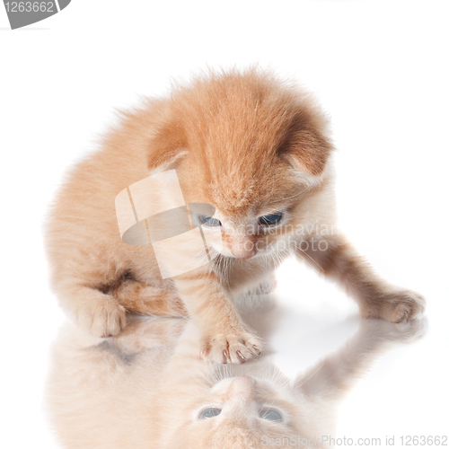 Image of kitten looking on his reflection isolated on white