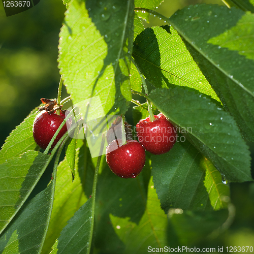 Image of red cherry with leaves and water drops 