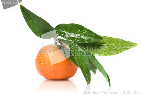 Image of Tangerine with green leaves and water drops isolated on white