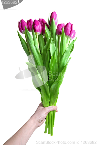 Image of Hand with bouquet from pink tulips isolated on white