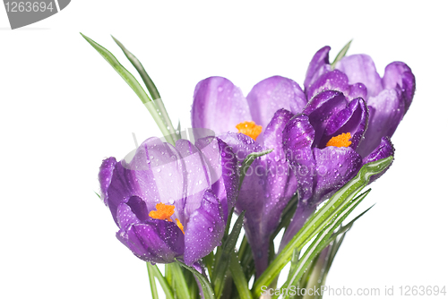 Image of crocus bouquet with water drops isolated on white
