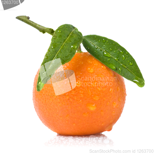 Image of Tangerine with green leaves and water drops isolated on white