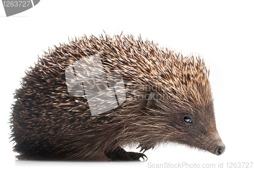 Image of hedgehog isolated on white