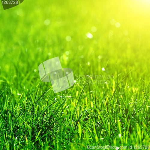 Image of green grass background with sun beam
