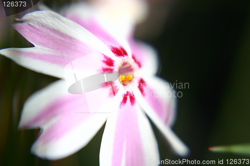 Image of Flower