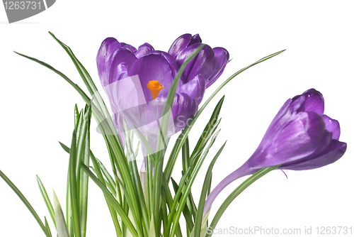 Image of crocus bouquet isolated on white