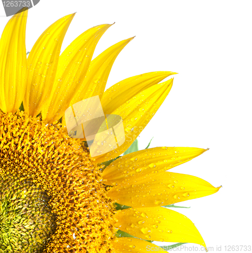 Image of sunflower isolated on white