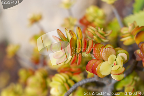 Image of Succulent Plants