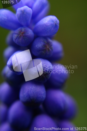 Image of Blue plant