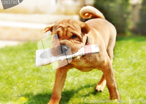 Image of Shar Pei dog with newspapers