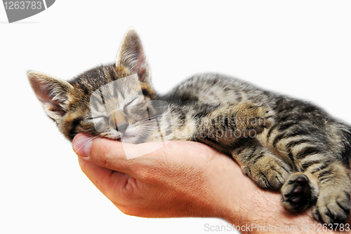 Image of Kitty sleeping in arms