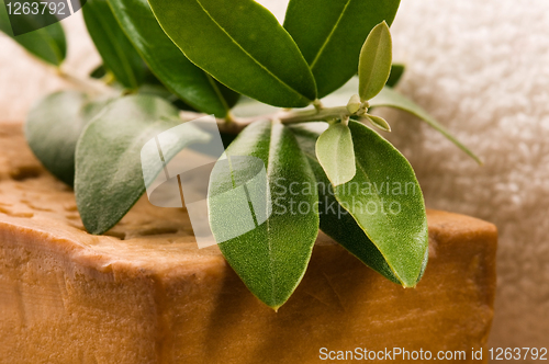 Image of Natural Olive Soap With Fresh Branch