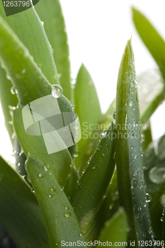 Image of Aloe vera - herbal medicine 