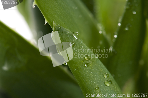 Image of Aloe vera - herbal medicine 