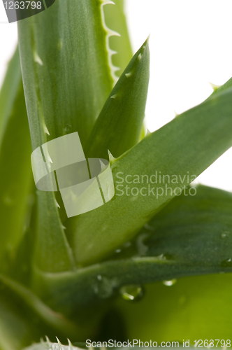 Image of Aloe vera - herbal medicine 