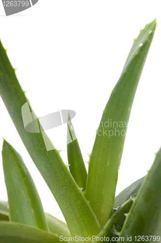 Image of Aloe vera - herbal medicine 