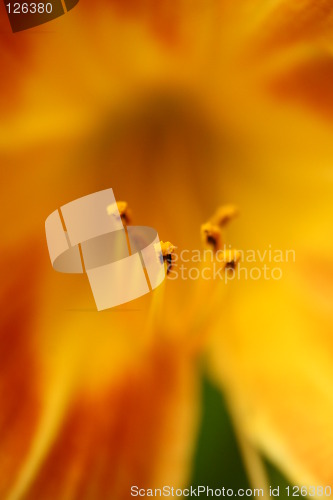 Image of Flower
