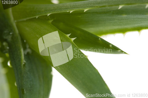Image of Aloe vera - herbal medicine 