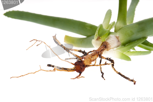 Image of Aloe vera with root system