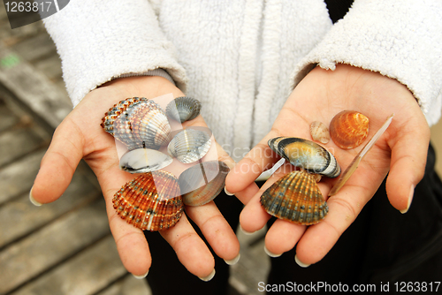 Image of Sea Shells in hands