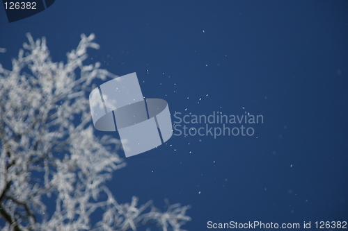 Image of Winter tree