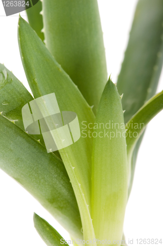 Image of Aloe vera - herbal medicine 