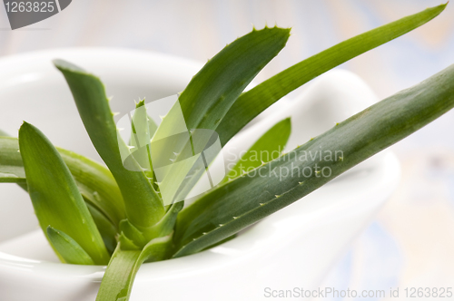 Image of Aloe vera - herbal medicine 