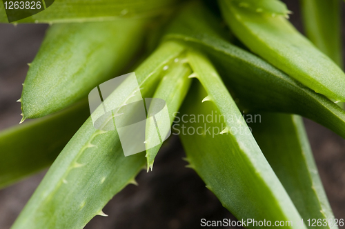 Image of Aloe vera - herbal medicine 