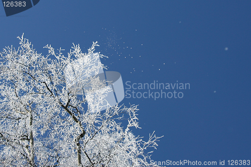 Image of Winter tree