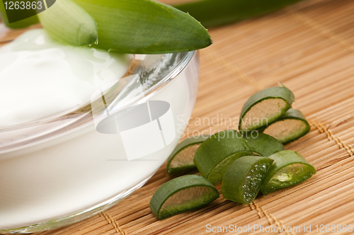 Image of aloe vera - leaves and face cream