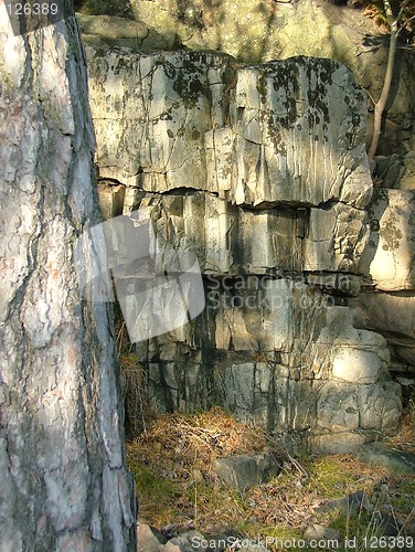 Image of Rock and tree