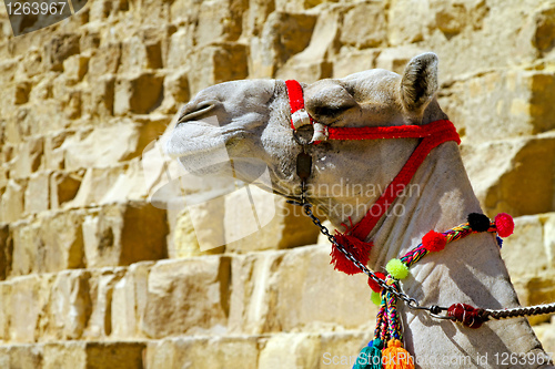 Image of Camel head