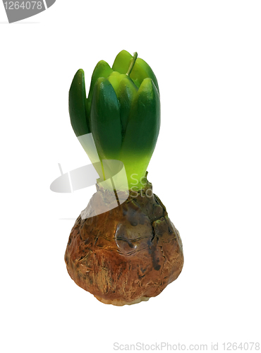 Image of Organic plant