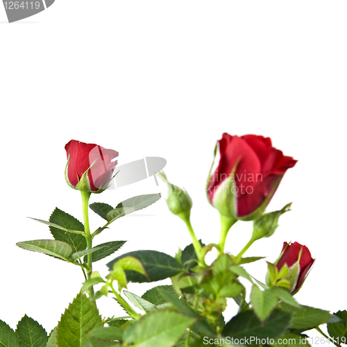 Image of red rose bouquet isolated on white